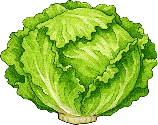 Illustration of a head of lettuce